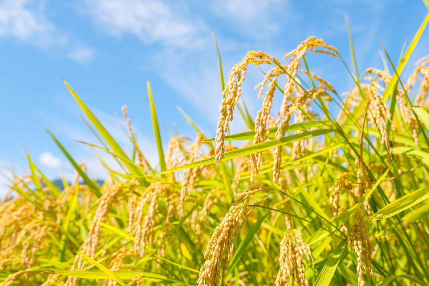 トップページ画像